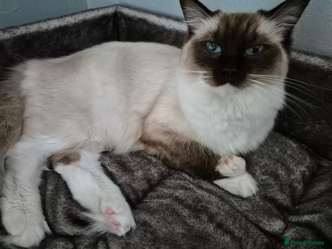 Ragdoll cats for sale: Beautiful TICA registered Ragdoll - Advert 6
