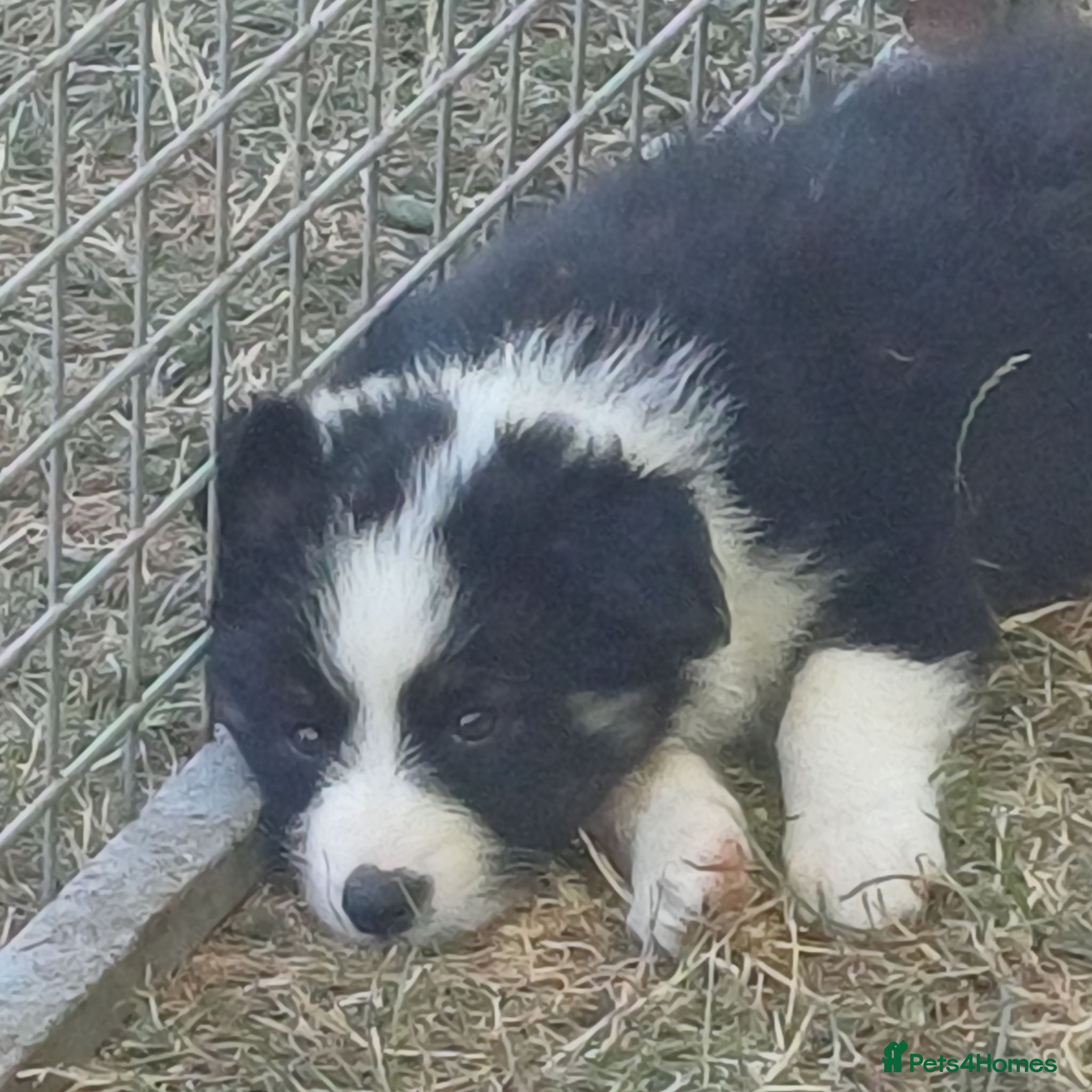 Border Collie dogs Border Collie Puppies Ready August 1st - Advert 2