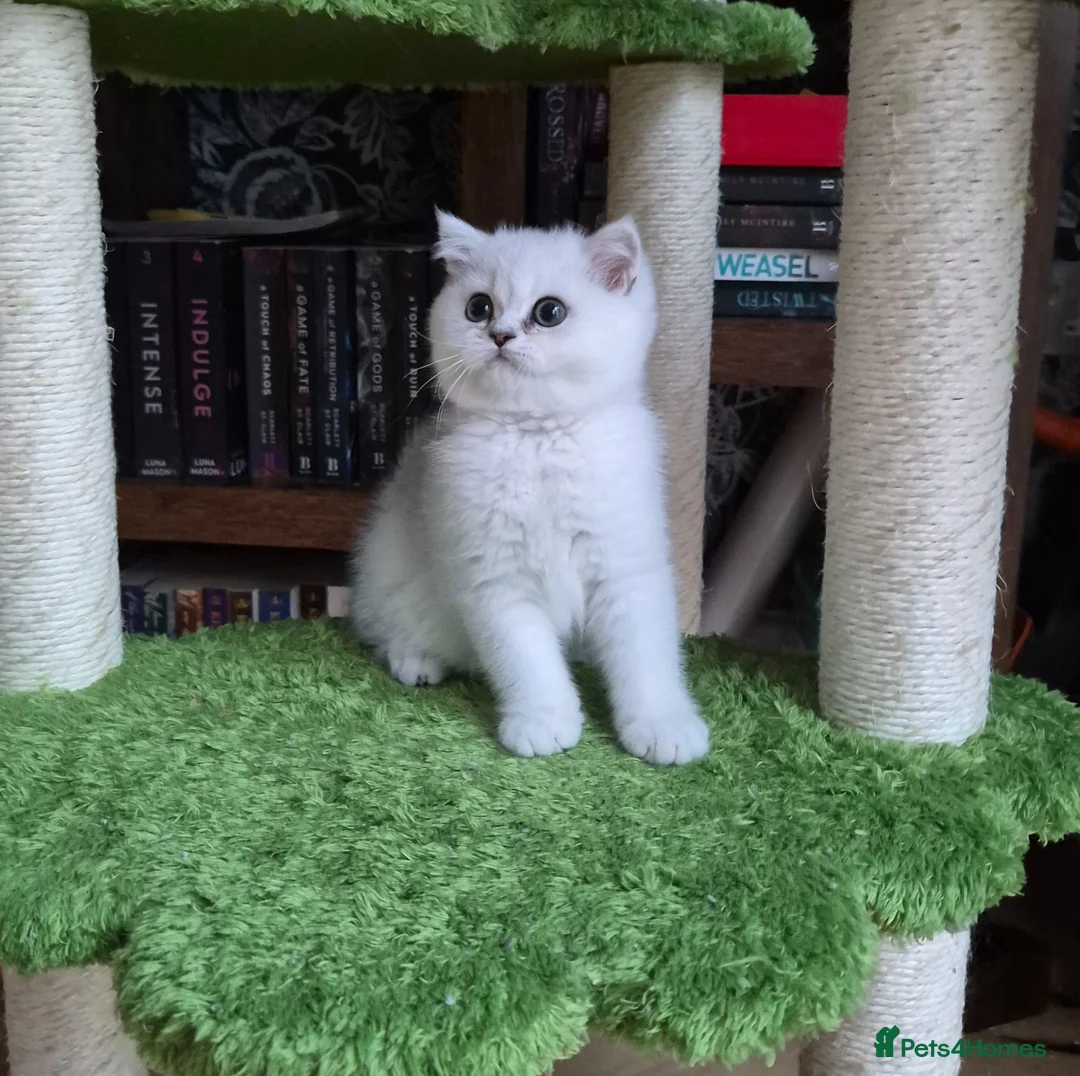British Longhair cats for sale: Stunning Black Tipped British  - Advert 2