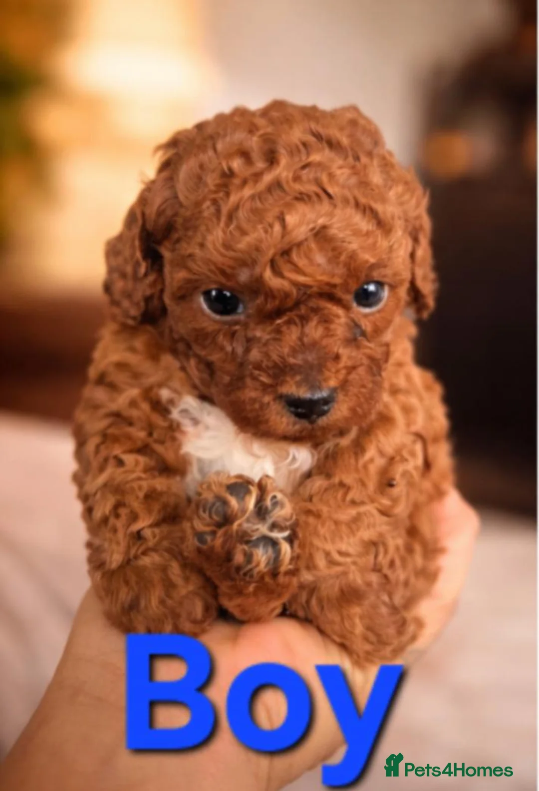 Cavapoo dogs for sale: Stunning Red Cavapoo Puppies Available in Manchester - Advert 5