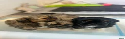 Shih Tzu dogs for sale: Imperial shihtzu puppies in Manchester - Advert 6
