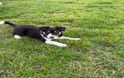 Border Collie dogs for sale: Beautiful Border collie pups - Image 7