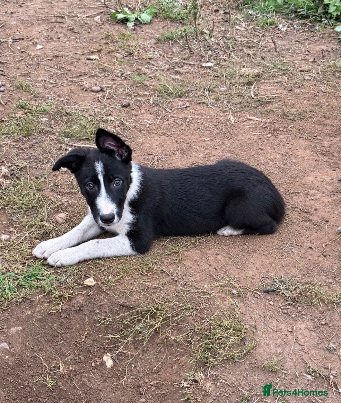 Border Collie dogs Black & White Border Collie Puppies - Advert 1