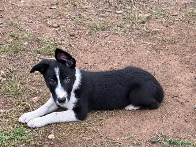 Border Collie dogs for sale: Black & White Border Collie Puppies - Advert 1