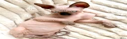 Sphynx cats for sale: Canadian Sphynx Kittens  - Advert 12