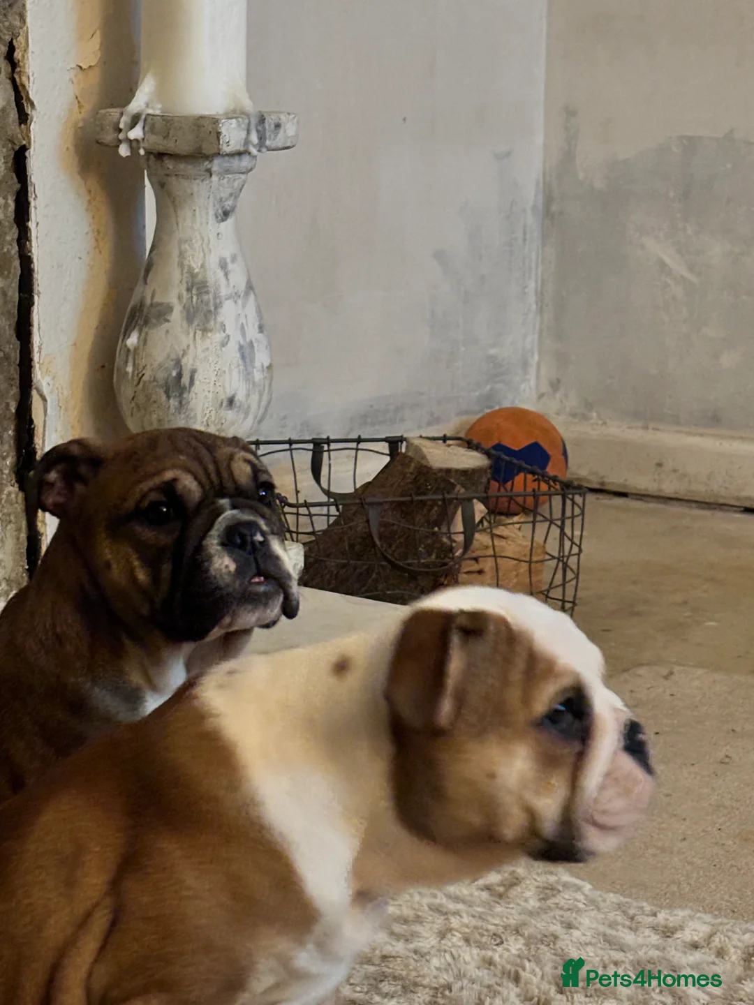 English Bulldog dogs for sale: Little Lyra 6 months old  - Advert 4
