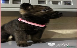 German Shepherd dogs for sale: Playful German Sheperds Puppies for sale!!! - Image 7