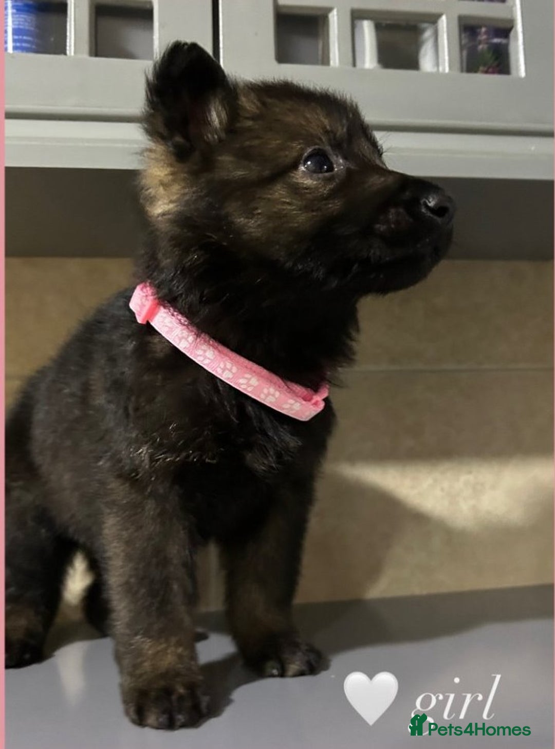 German Shepherd dogs for sale: Playful German Sheperds Puppies for sale!!! - Image 7