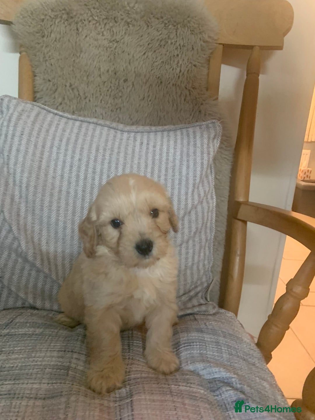 Mixed Breed dogs for sale: Cavapoo/Westiepoo - Advert 11