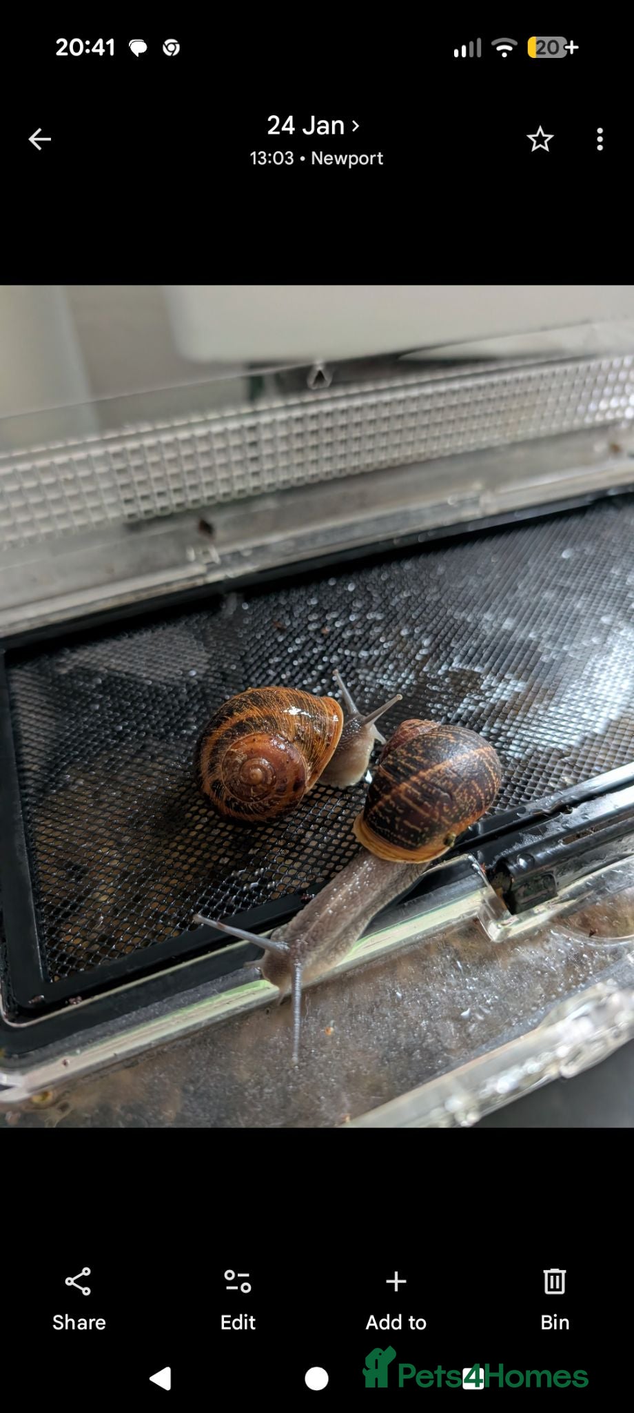 Snails invertebrates Garden snails x60 ISH plus some tank bits - Advert 1