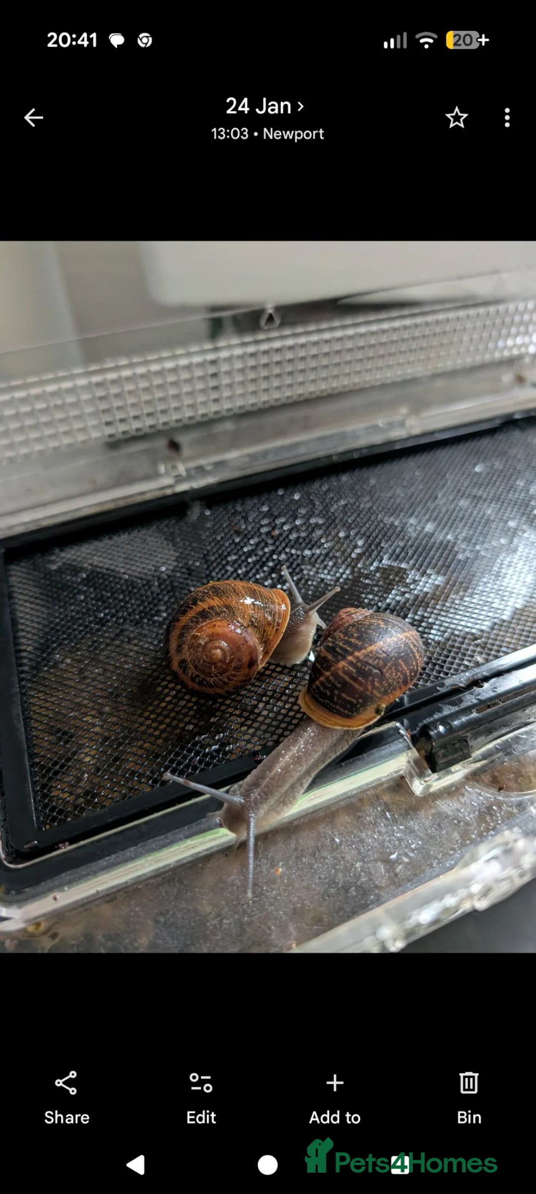 Snails invertebrates for sale: Garden snails x60 ISH plus some tank bits in Newport - Advert 1