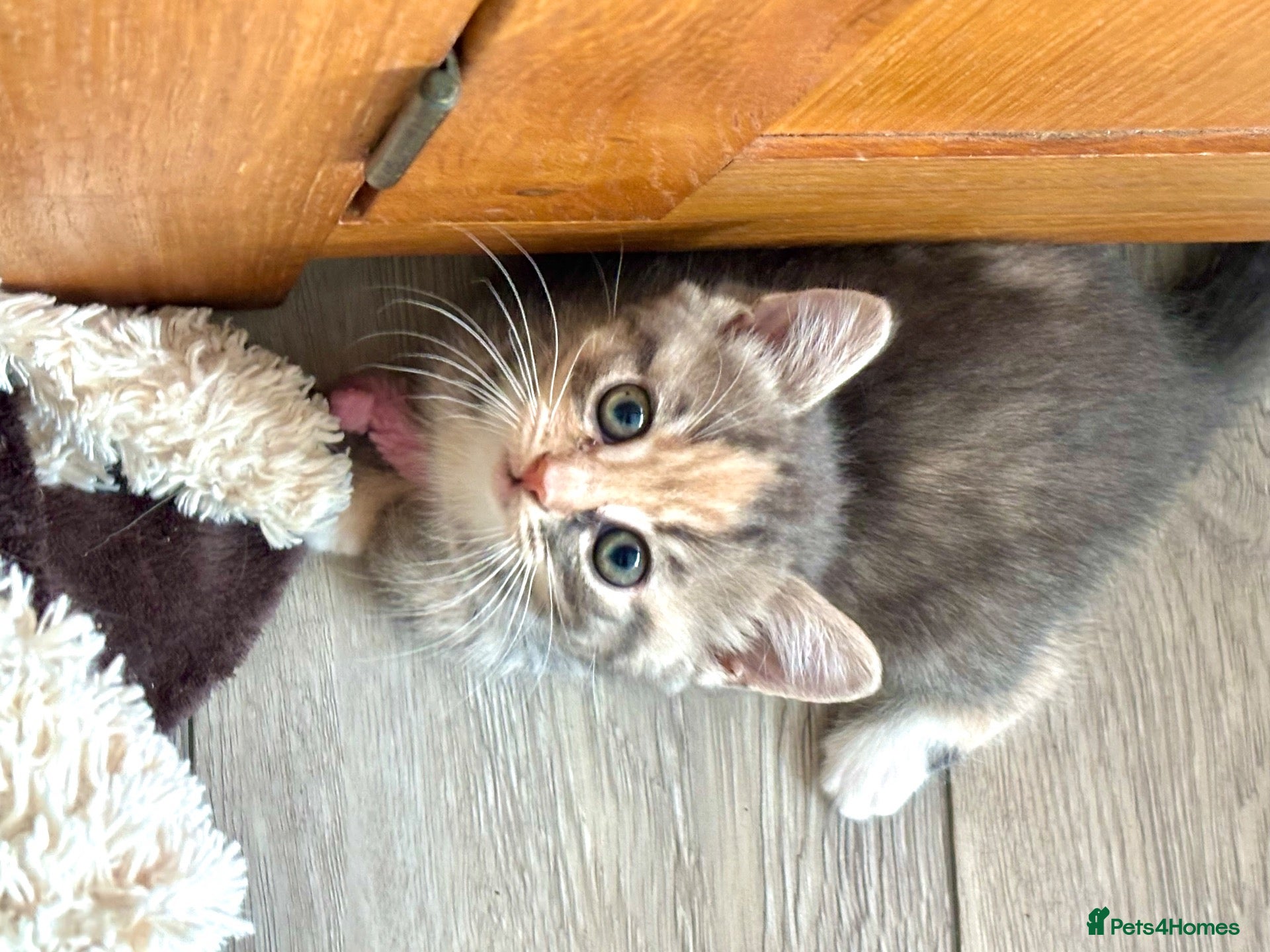 Siberian cats Beautiful Siberian Kittens-3 Boys-Hypoallergenic - Advert 11