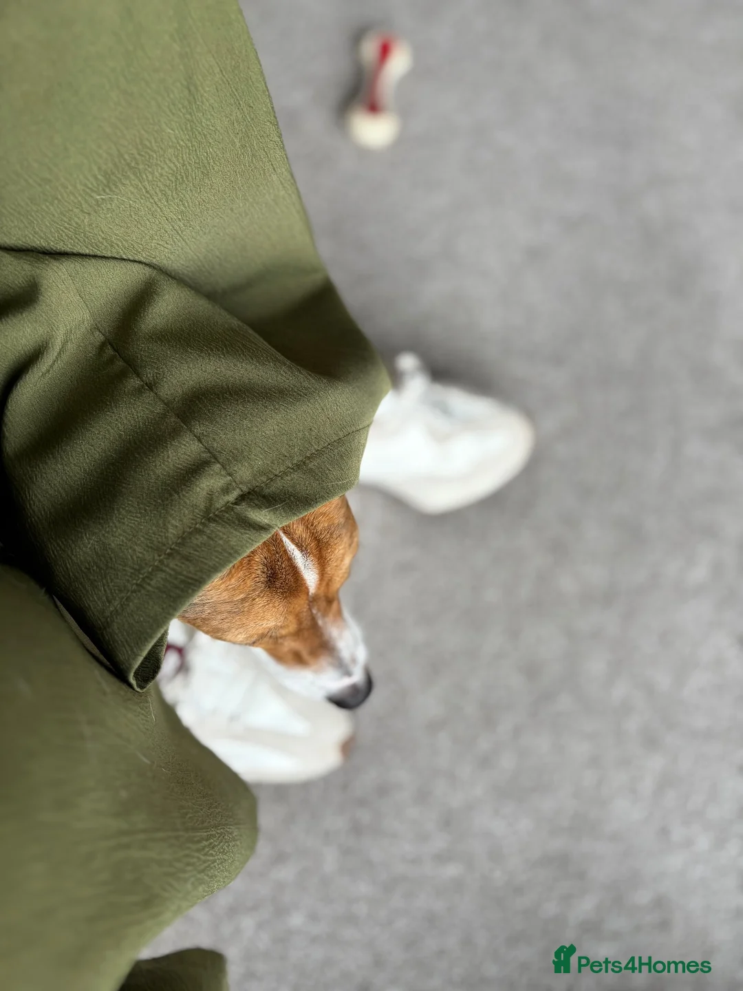 Jack Russell dogs for sale: 2 year old Cindy is looking for her forever home in Preston - Advert 18