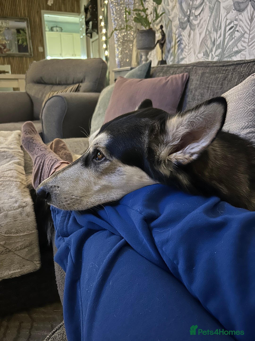 Utonagan dogs for sale: Gorgeous Husky/Malmute looking for new family - Advert 7