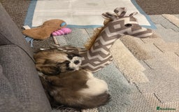 Shih Tzu dogs for sale: Shih-Tzu Puppy for sale  - Image 4