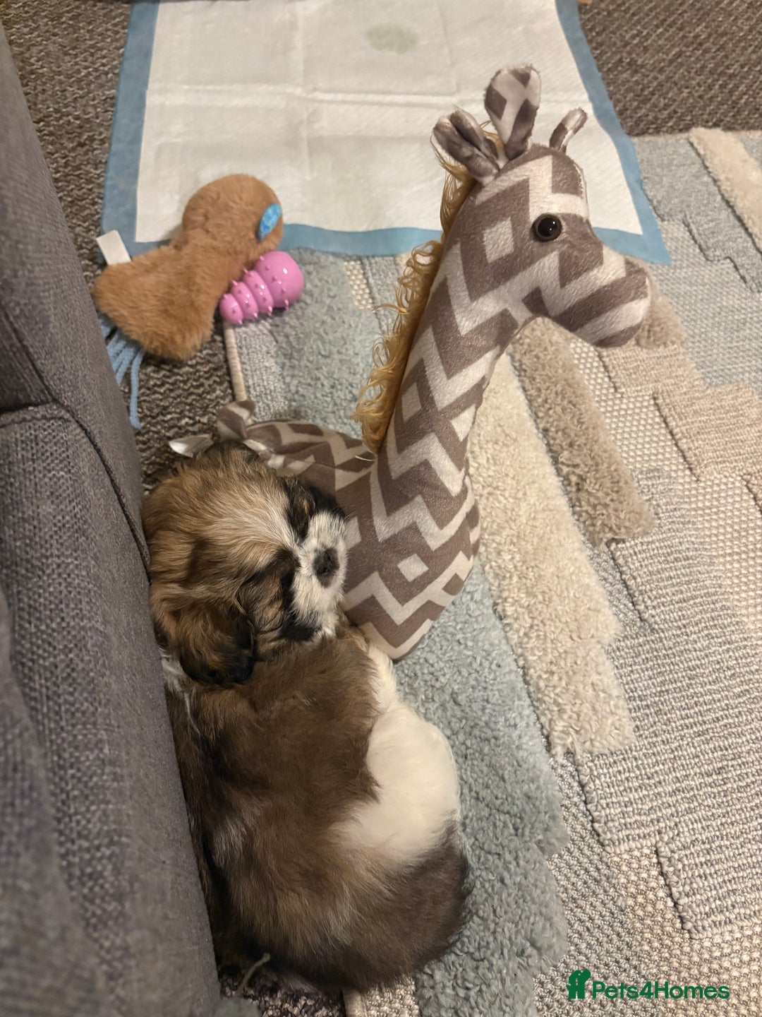 Shih Tzu dogs for sale: Shih-Tzu Puppy for sale  - Image 4