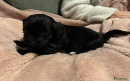 Mixed Breed dogs for sale: Cockshihpoos - Image 3