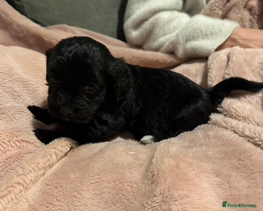 Mixed Breed dogs for sale: Cockshihpoos - Image 3