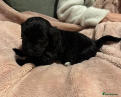 Mixed Breed dogs - Advert 11