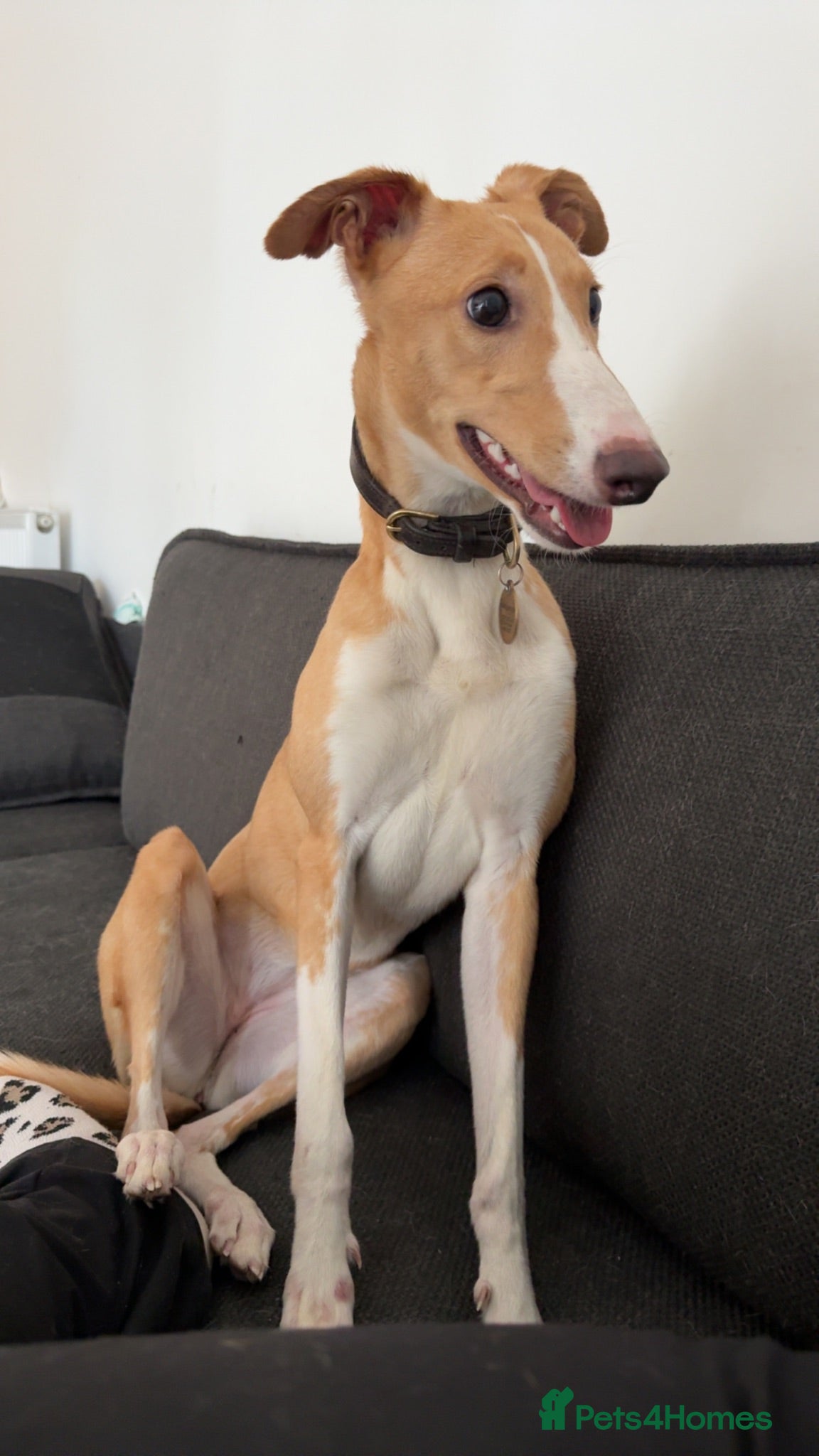 Mixed Breed dogs Greyhound cross whippet for adoption  - Advert 19