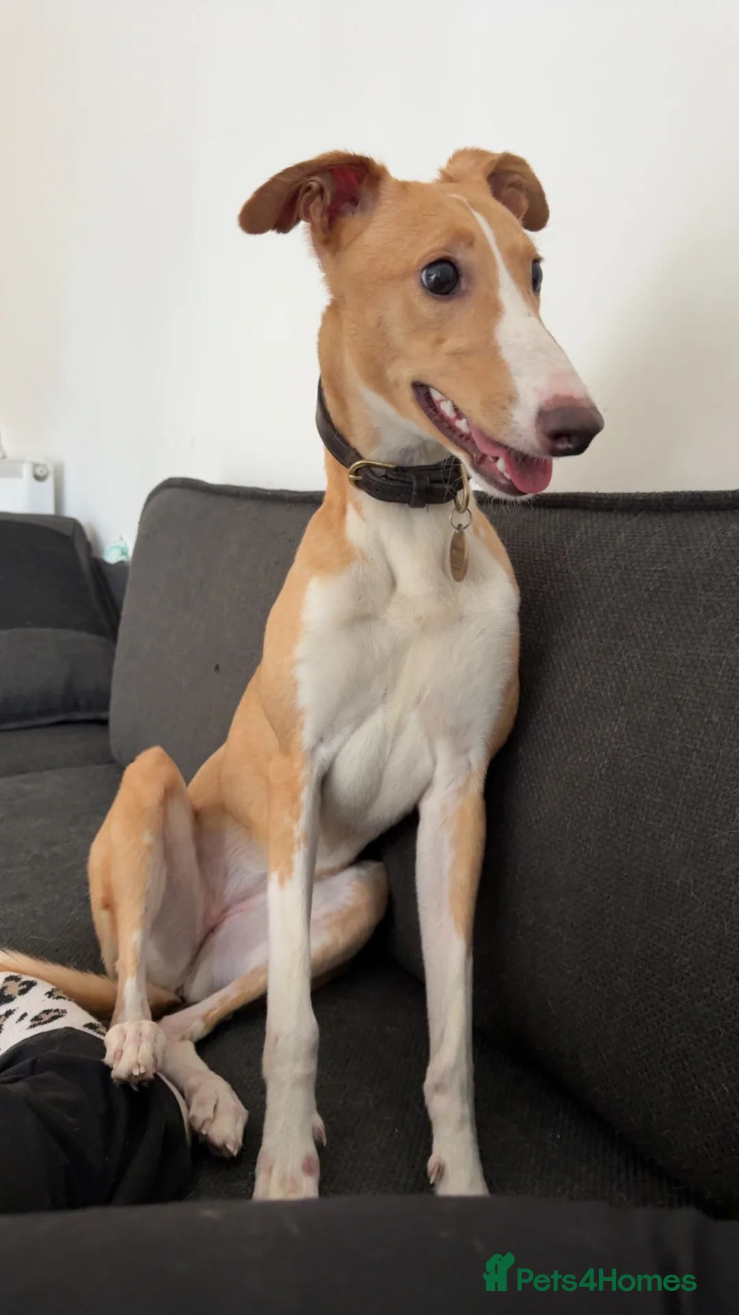 Mixed Breed dogs for sale: Greyhound cross whippet for adoption  - Advert 1