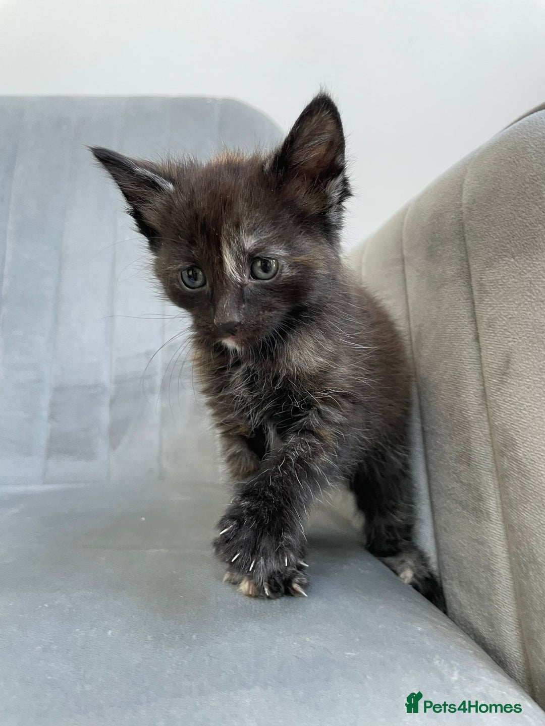 Mixed Breed cats for sale: Adorable kittens  - Image 9