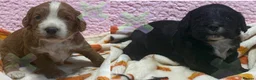 Cockapoo dogs for sale: F1 mini cockapoos 30 dna health tested clear  - Advert 1