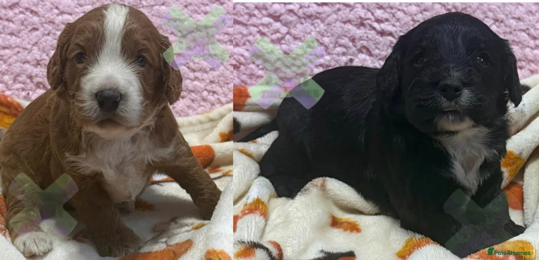 Cockapoo dogs for sale: F1 mini cockapoos 30 dna health tested clear  - Advert 1