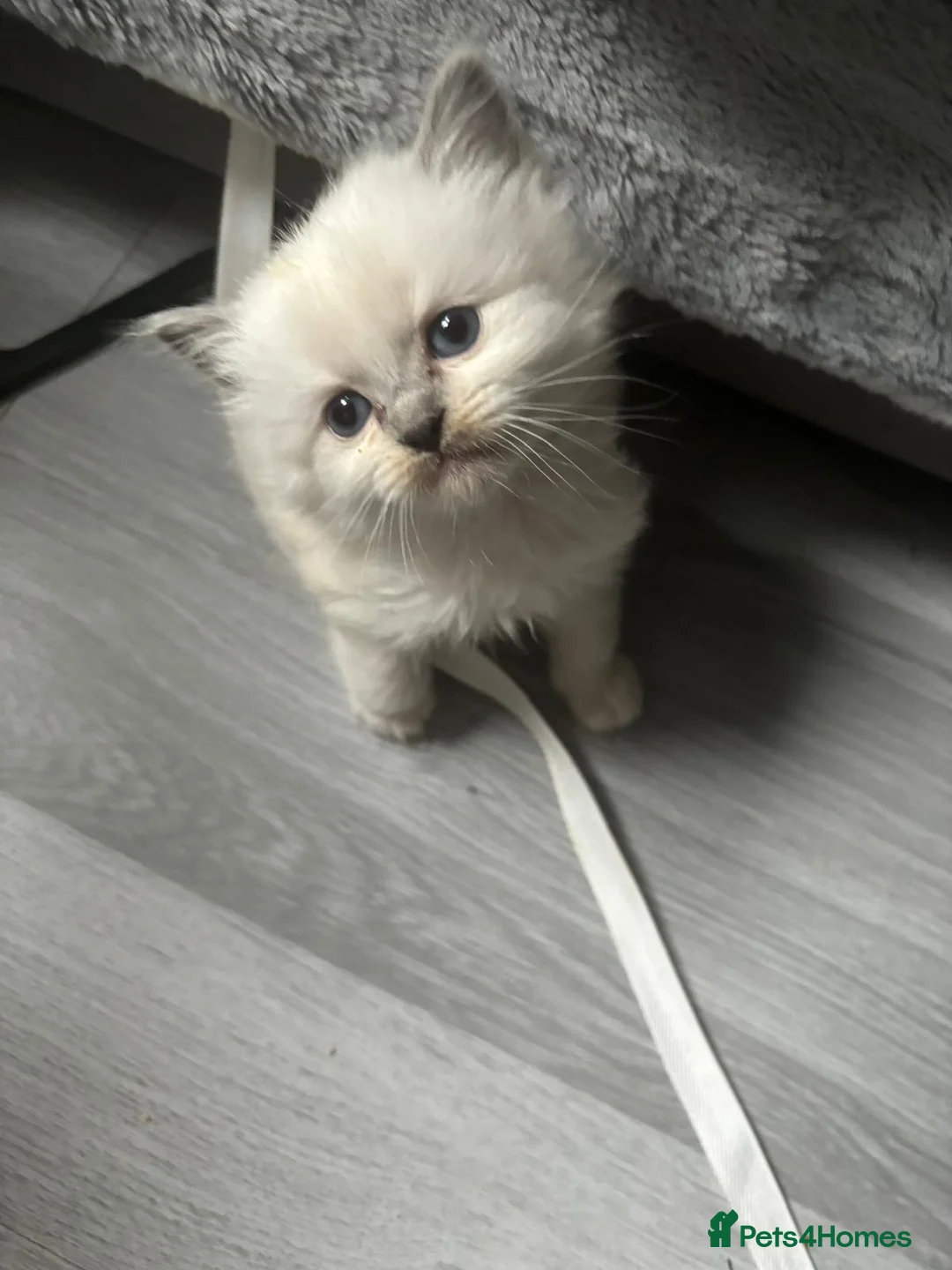 Ragdoll cats for sale: Beautiful Ragdoll kittens  - Advert 8