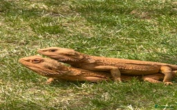 Bearded Dragon reptiles for sale: Pair of bearded dragons - Image 1