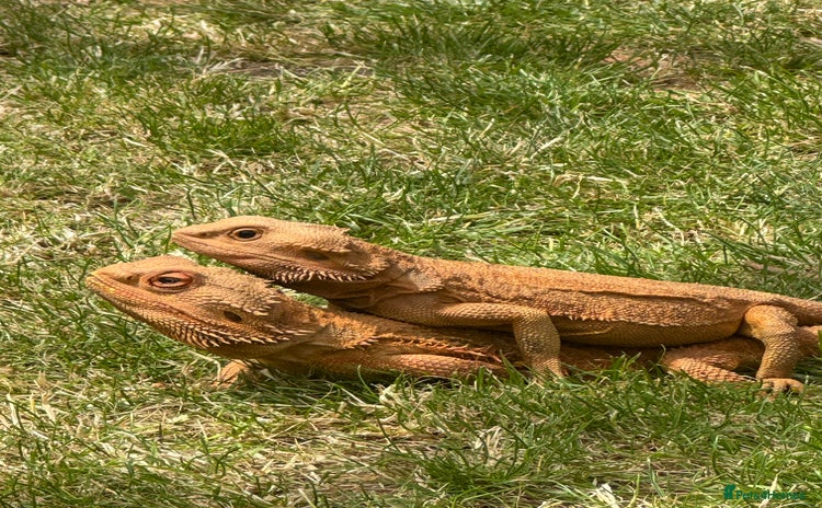 Bearded Dragon reptiles - Advert 1