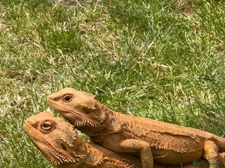 Bearded Dragon reptiles for sale - Advert 1