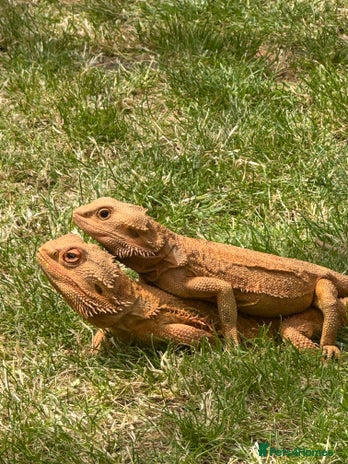 Bearded Dragon reptiles - Advert 1