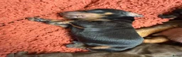 Miniature Dachshund dogs for sale: 4 KC Miniature Dachshund Puppies - Advert 7