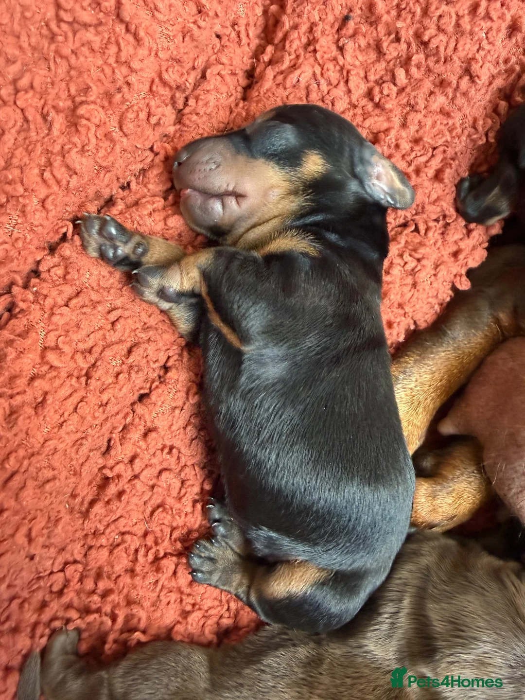 Miniature Dachshund dogs for sale: 4 KC Miniature Dachshund Puppies - Advert 7