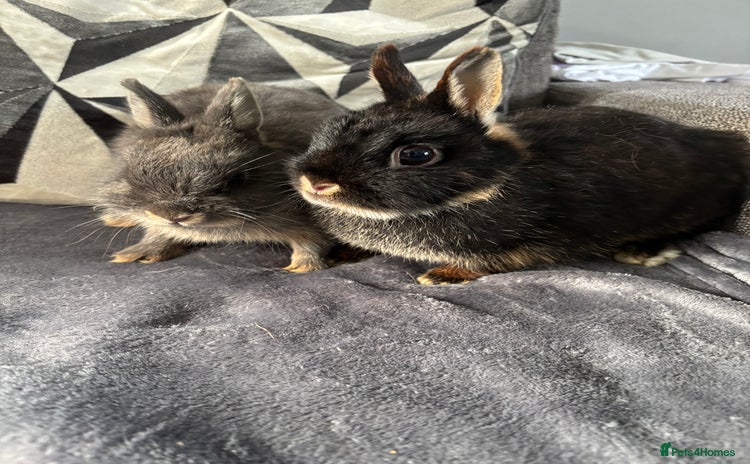 Netherland Dwarf rabbits - Advert 1