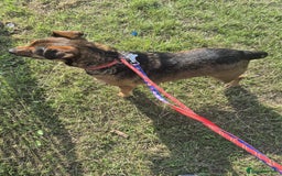 Mixed Breed dogs for adoption: 💙🐶 STAS 🐶💙 - Image 17