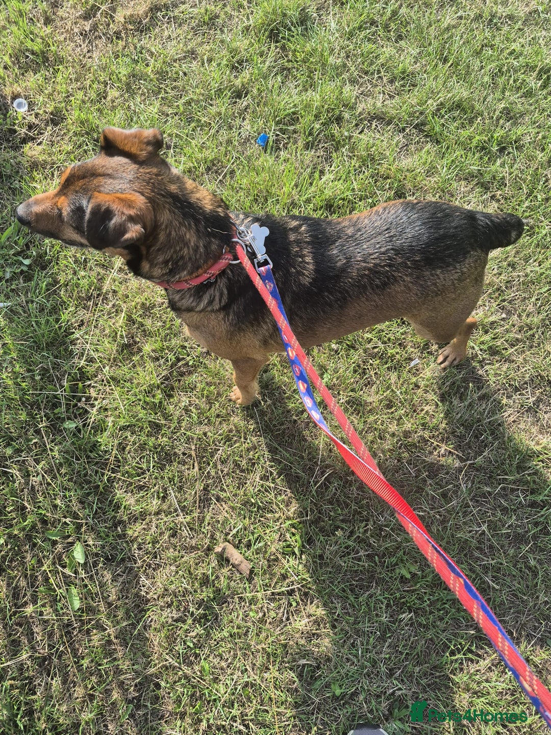 Mixed Breed dogs for adoption: 💙🐶 STAS 🐶💙 - Image 17