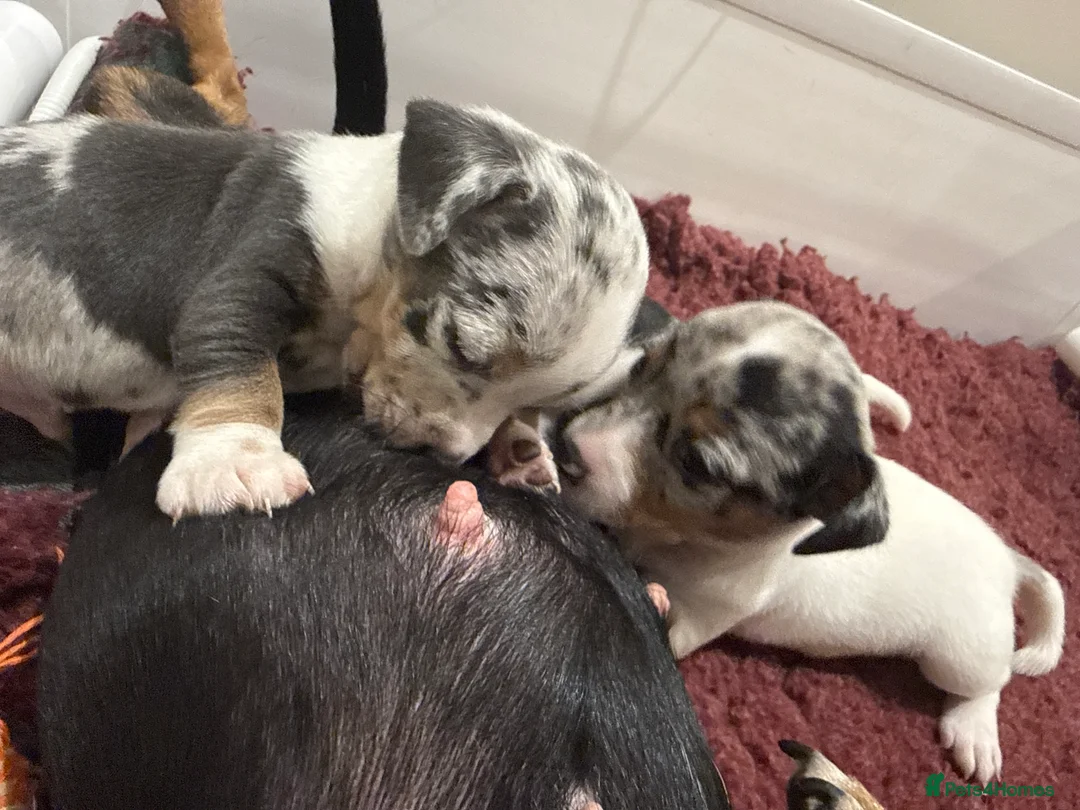 Jack Russell dogs for sale: Miniature Jack Russell Puppies  - Advert 15