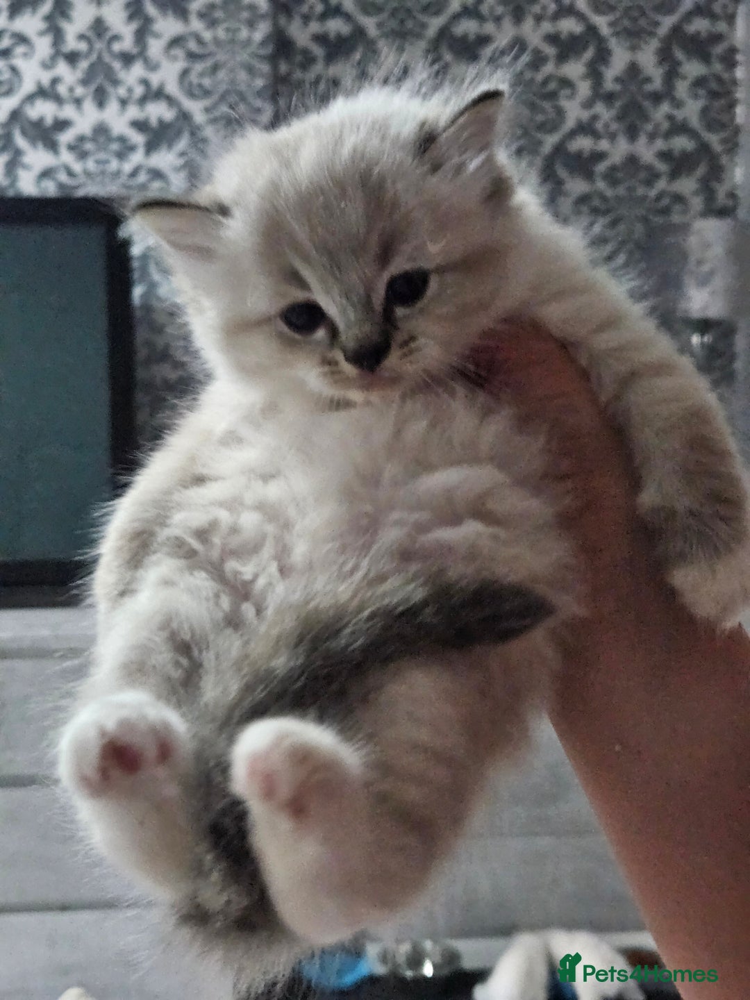 Ragdoll cats for sale: Tica registeeed tabby bicolour ragdolls - Image 6