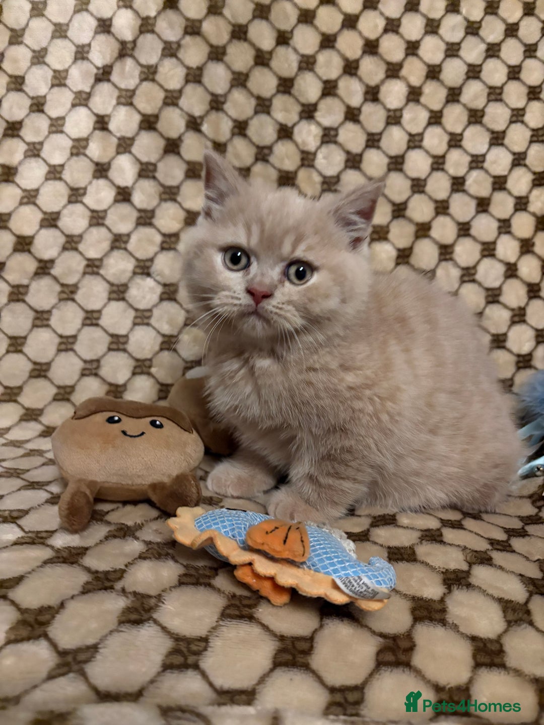 British Shorthair cats for sale: GCCF British shorthair kittens cream boys x2 - Advert 5