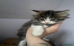 Mixed Breed cats for sale: Rescue kittens  - Image 4