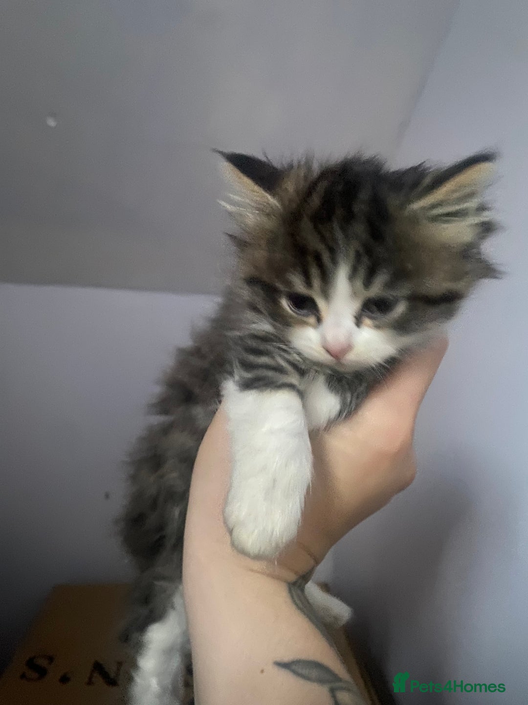 Mixed Breed cats for sale: Rescue kittens  - Image 4