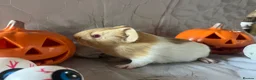 Guinea Pig rodents for sale: Skinny pigs sows & funky boys  - Advert 15