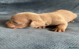 Mixed Breed dogs for sale: Unreal Frenchweiner puppy’s 🥹 - Image 10