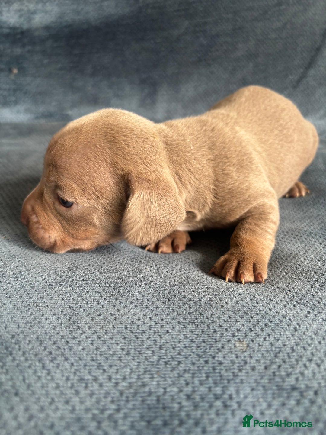 Mixed Breed dogs for sale: Unreal Frenchweiner puppy’s 🥹 - Image 10