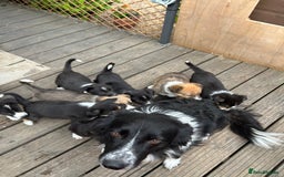 Border Collie dogs for sale: Border collie puppies  - Image 11