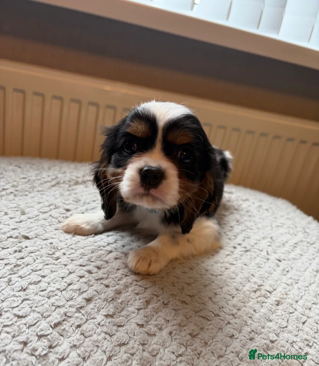 Cavalier King Charles Spaniel dogs for sale: Tri/ Blenheim Cavalier King Charles Puppies ready  - Advert 14