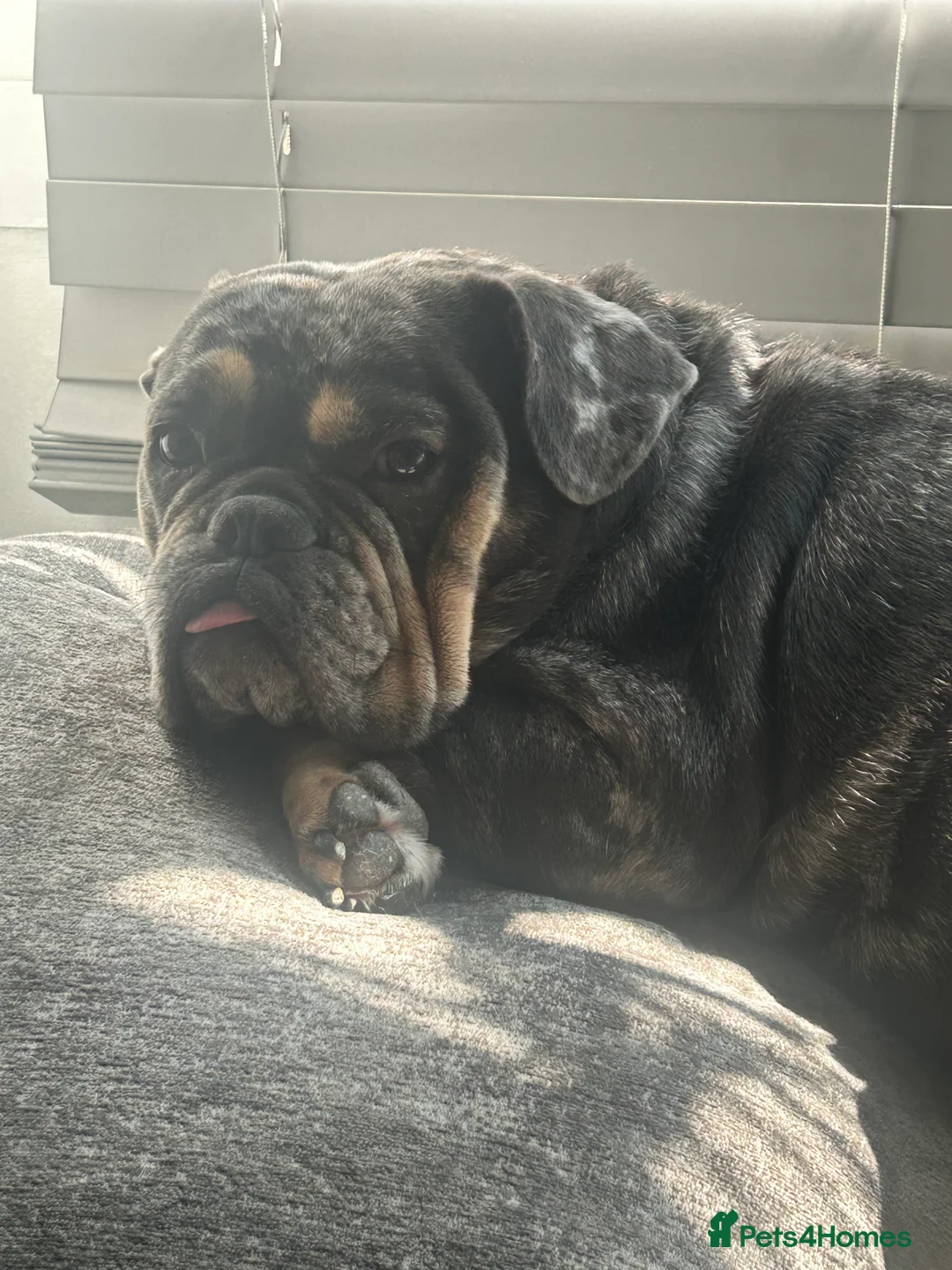 English Bulldog dogs for sale: Male English bulldog red/ white/merl markings - Advert 10