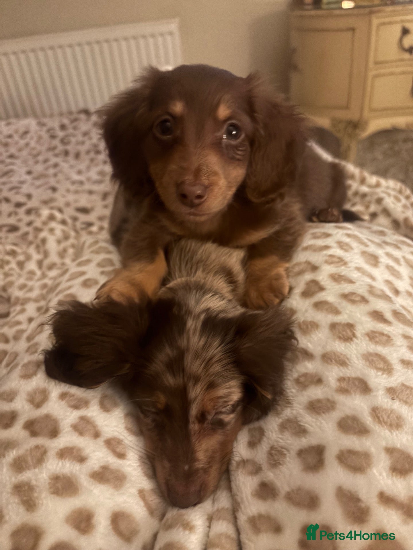 Miniature Dachshund dogs for sale: Fluffy miniature dachshund - Advert 2